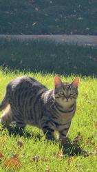 Reunited Male Cat last seen Near Nelson Road, Longmont, CO 80503