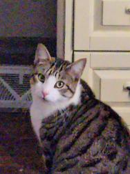 Lost Male Cat last seen Near Percy ln rockwell, Rowan County, NC 28146