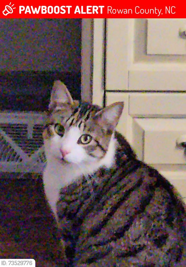 Lost Male Cat last seen Near Percy ln rockwell, Rowan County, NC 28146
