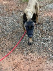 Lost Female Dog last seen Brittian rd, Douglasville, GA 30134