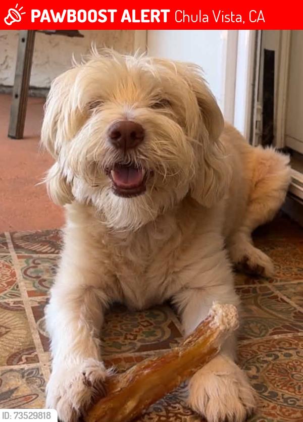 Lost Female Dog last seen Zinfandel Terrace and gamayterrace, Chula Vista, CA 91913