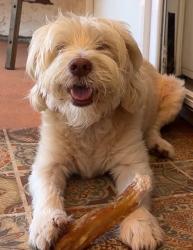 Lost Female Dog last seen Zinfandel Terrace and gamayterrace, Chula Vista, CA 91913