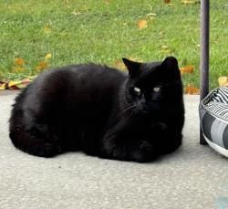 Lost Male Cat last seen Near end of oakland rd, Sykesville, MD 21784