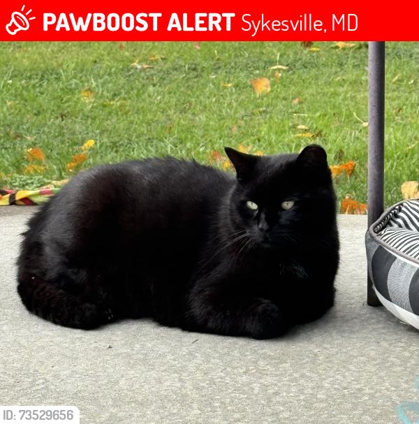 Lost Male Cat last seen Near end of oakland rd, Sykesville, MD 21784
