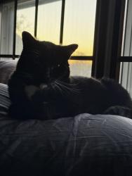 Reunited Male Cat last seen Intersection of Krok Rd & County Road B, Kewaunee, WI 54216