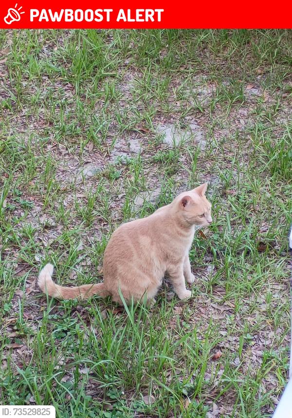 Lost Female Cat last seen Heatherbrook pl, OakLeaf Plantation, FL 32065