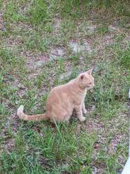 Lost Female Cat last seen Heatherbrook pl, OakLeaf Plantation, FL 32065