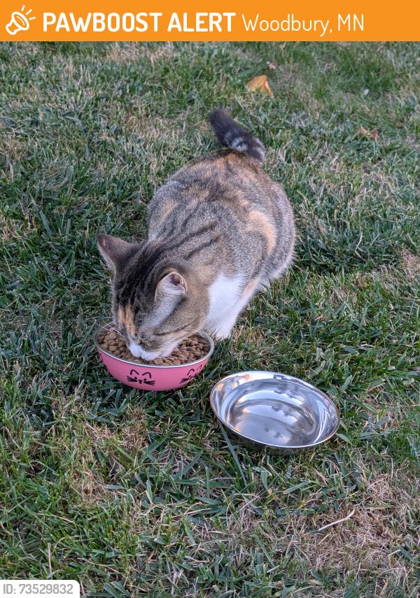 Found/Stray Unknown Cat last seen Pinehurst Rd and Surrey Lane, Woodbury, MN 55125