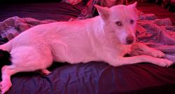 Reunited Female Dog last seen Ranger rd se & wacker ave se, Palm Bay, FL 32909