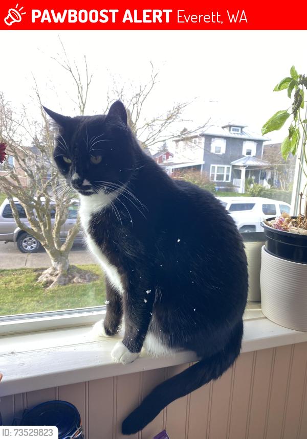 Lost Male Cat last seen 23rd and Lombard, Everett, WA 98201