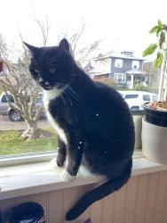 Lost Male Cat last seen 23rd and Lombard, Everett, WA 98201