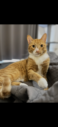 Reunited Male Cat last seen College, Rawson. Border of south Milwaukee/cudahy/oak creek, South Milwaukee, WI 53172