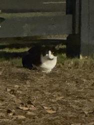 Found/Stray Unknown Cat last seen Target parking lot opposite BJs, Southern Pines, NC 28387