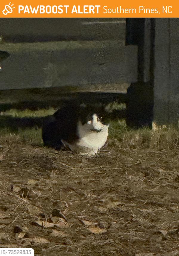 Found/Stray Unknown Cat last seen Target parking lot opposite BJs, Southern Pines, NC 28387