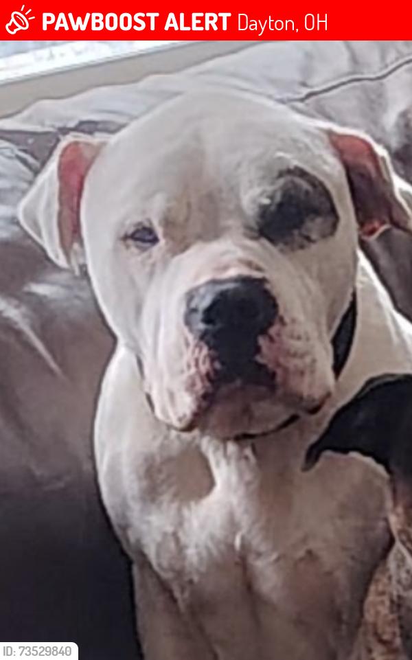 Lost Male Dog last seen Glen Helen and Free Pike, Dayton, OH 45406