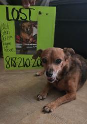 Reunited Female Dog last seen Rayen st and Tobias from the North Point apmts, Los Angeles, CA 91402