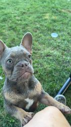 Reunited Female Dog last seen Fiesta foods, Yakima, WA 98901