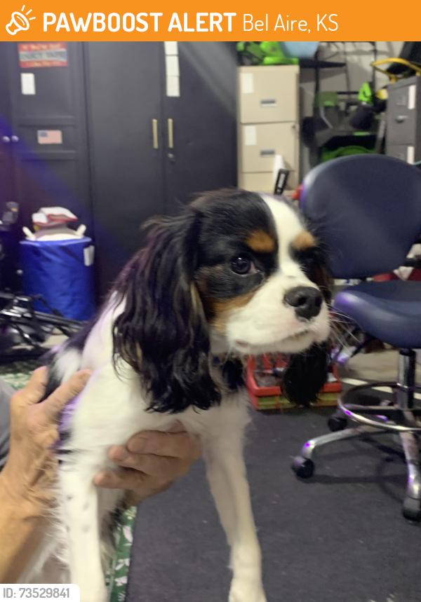 Found/Stray Male Dog last seen Oliver and 48th, Bel Aire, KS 67220