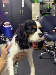 Found/Stray Male Dog last seen Oliver and 48th, Bel Aire, KS 67220