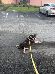 Found/Stray Female Dog last seen Okeechobe, Hialeah Gardens, Hialeah, FL 33010