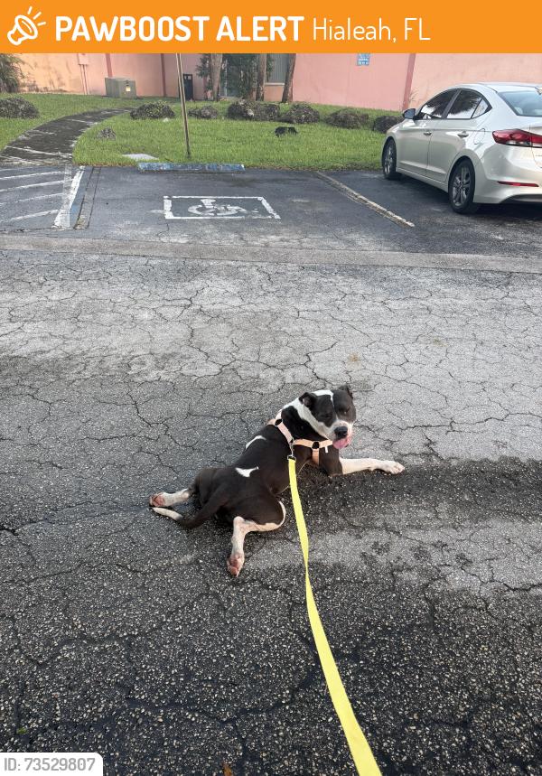 Found/Stray Female Dog last seen Okeechobe, Hialeah Gardens, Hialeah, FL 33010