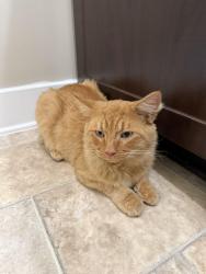 Found/Stray Male Cat last seen Spring Lake (unfamiliar with area I’m sorry), Spring Lake, NC 28310