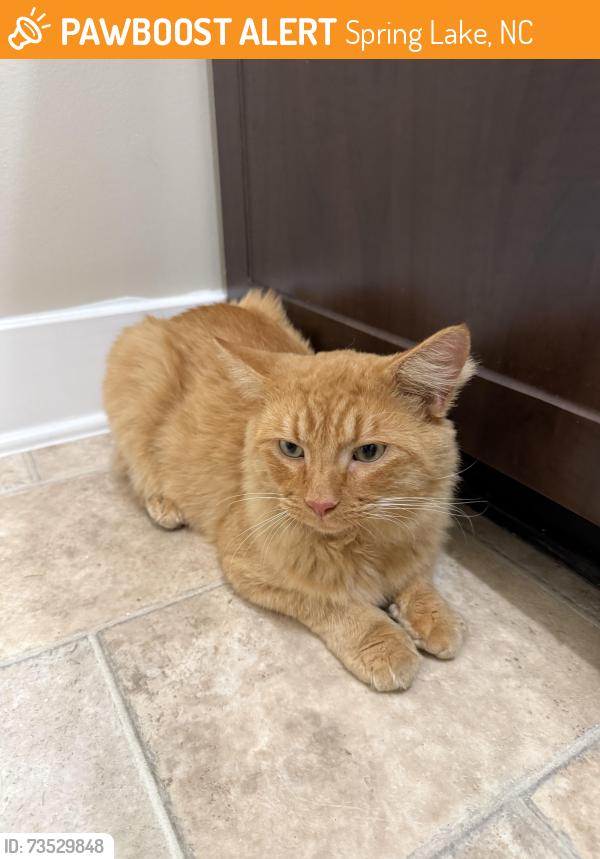 Found/Stray Male Cat last seen Spring Lake (unfamiliar with area I’m sorry), Spring Lake, NC 28310