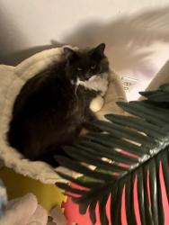 Lost Female Cat last seen Ladera and sequoia, Albuquerque, NM 87120