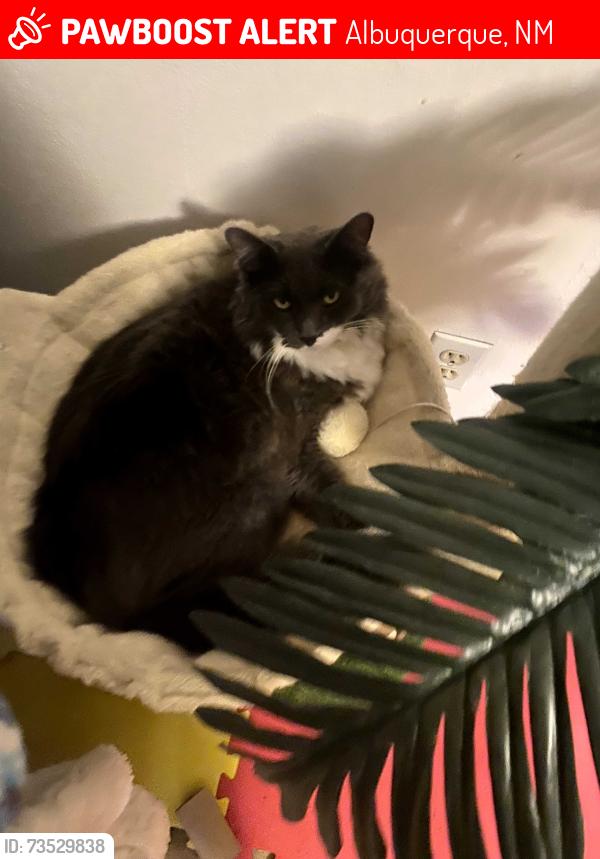 Lost Female Cat last seen Ladera and sequoia, Albuquerque, NM 87120