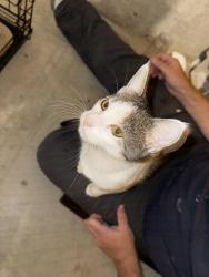Found/Stray Male Cat last seen Suresuite Plus Hotel, Reading, PA 19605