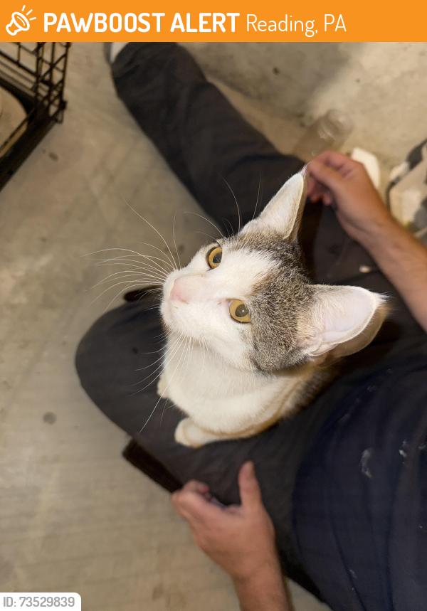 Found/Stray Male Cat last seen Suresuite Plus Hotel, Reading, PA 19605
