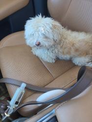 Reunited Female Dog last seen Lafayette or Perry, Chicago, IL 60620