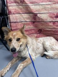 Found/Stray Unknown Dog last seen Located at Rockdale County Animal Service, 1506 Rockbridge Road, Conyers, GA 30012, Conyers, GA 30012