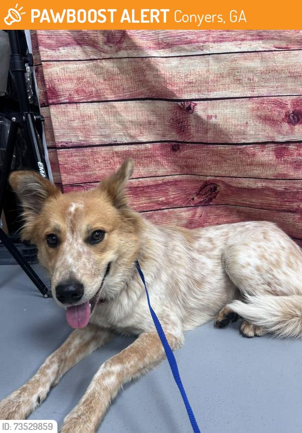 Found/Stray Unknown Dog last seen Located at Rockdale County Animal Service, 1506 Rockbridge Road, Conyers, GA 30012, Conyers, GA 30012