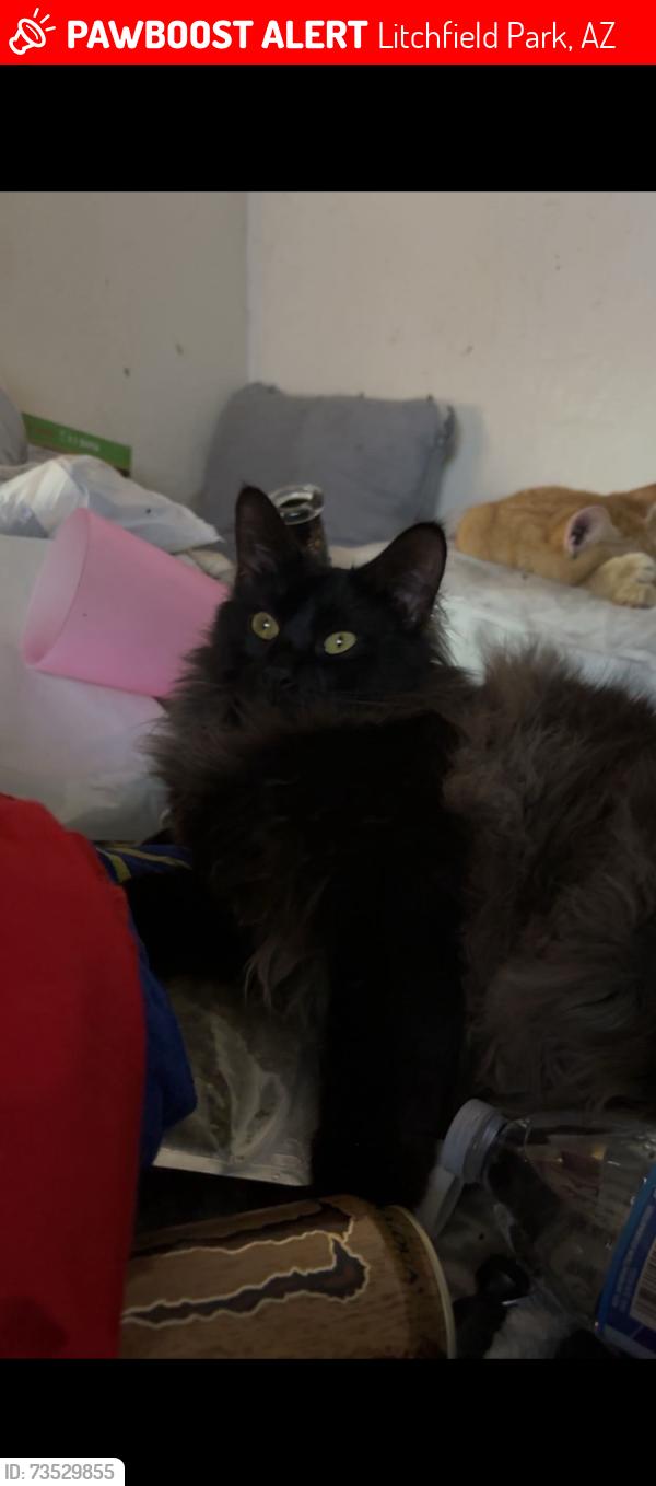 Lost Male Cat last seen 199th and Rancho dr., Litchfield Park, AZ 85340