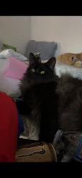 Lost Male Cat last seen 199th and Rancho dr., Litchfield Park, AZ 85340