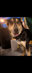 Lost Male Dog last seen Sullivant ave, Columbus, OH 43204
