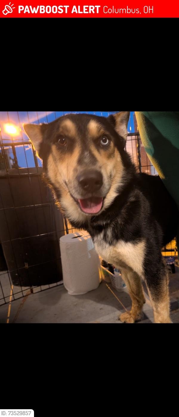 Lost Male Dog last seen Sullivant ave, Columbus, OH 43204