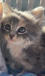 Reunited Female Cat last seen River road, Eugene, OR 97404