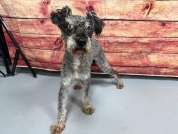 Found/Stray Unknown Dog last seen Located at Rockdale County Animal Service, 1506 Rockbridge Road, Conyers, GA 30012, Conyers, GA 30012