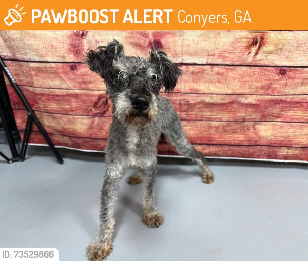 Found/Stray Unknown Dog last seen Located at Rockdale County Animal Service, 1506 Rockbridge Road, Conyers, GA 30012, Conyers, GA 30012