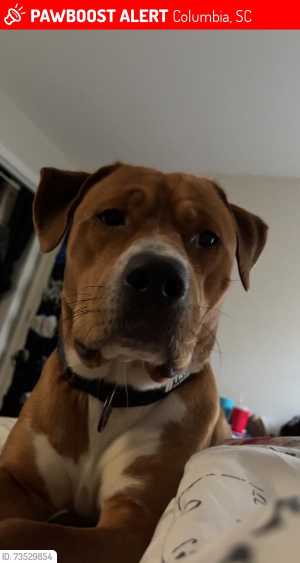 Lost Male Dog last seen Paces run, Columbia, SC 29223