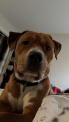 Lost Male Dog last seen Paces run, Columbia, SC 29223