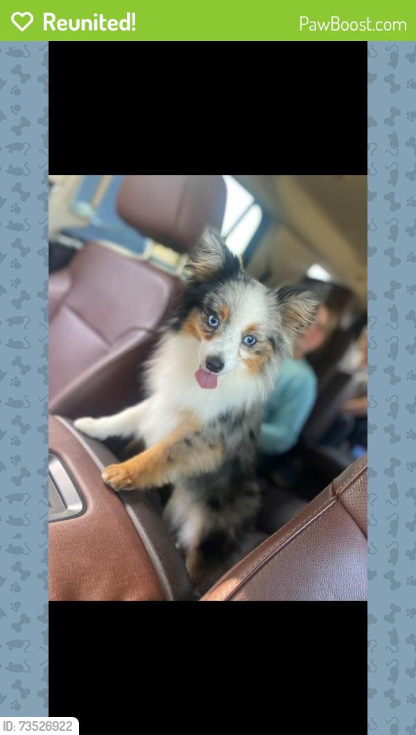 Reunited Male Dog last seen Near County Rd 7570, Lubbock, TX 79423, USA, Lubbock, TX 79423