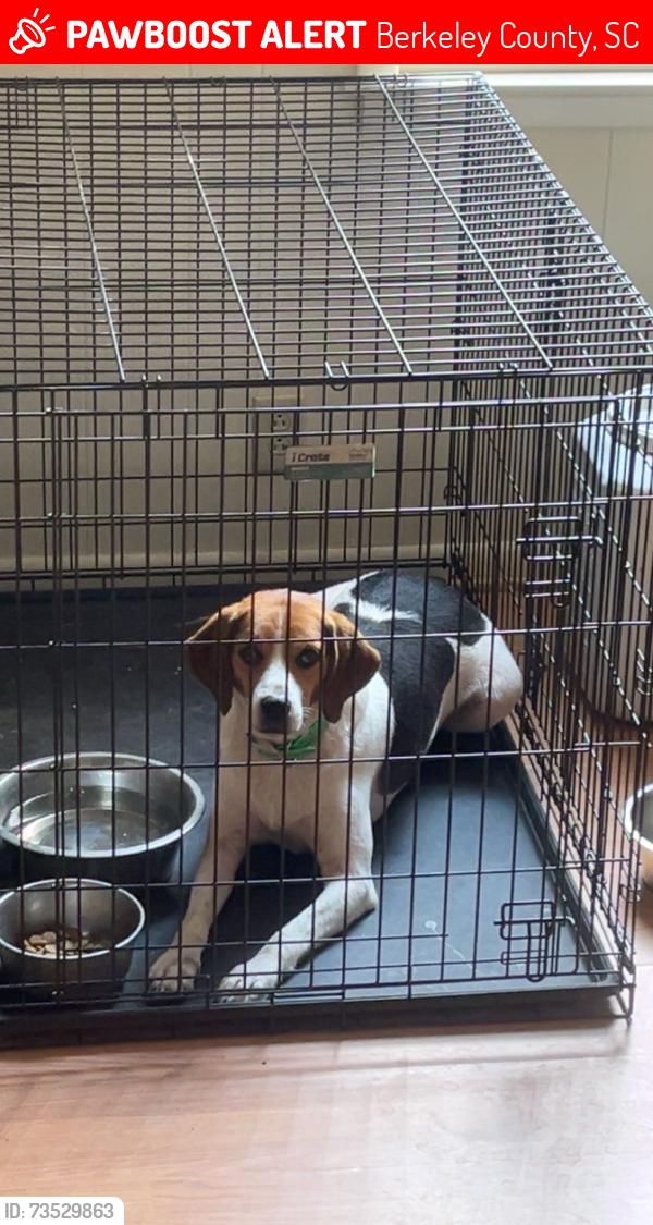 Lost Male Dog last seen Hwy 311 near Grooms Road (59 side), Cross, SC 29436