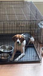 Lost Male Dog last seen Hwy 311 near Grooms Road (59 side), Cross, SC 29436