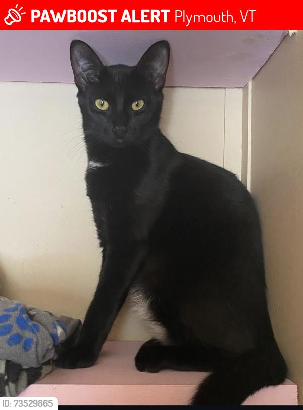Lost Female Cat last seen Calvin Coolidge State Forest, Plymouth, VT 05056
