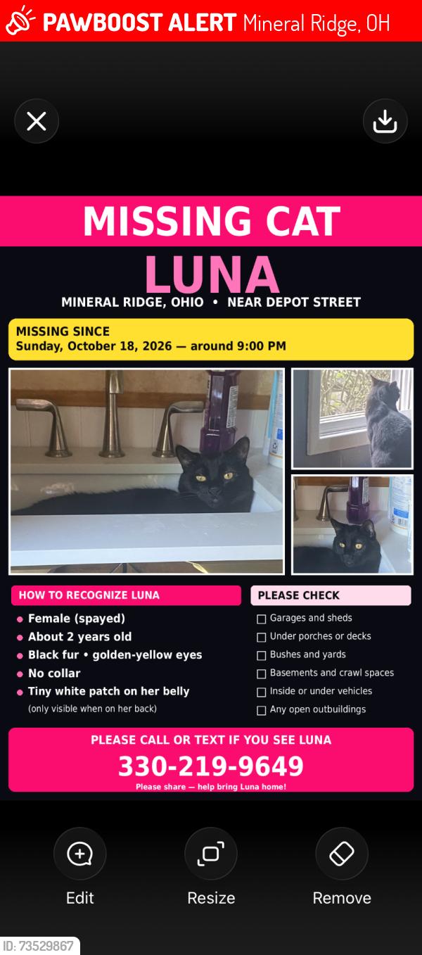Lost Female Cat last seen Depot street, Mineral Ridge, OH 44440