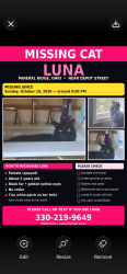 Lost Female Cat last seen Depot street, Mineral Ridge, OH 44440