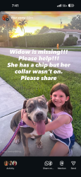 Lost Female Dog last seen SW 60 Terrace/92 Avenue, Miami, FL 33173